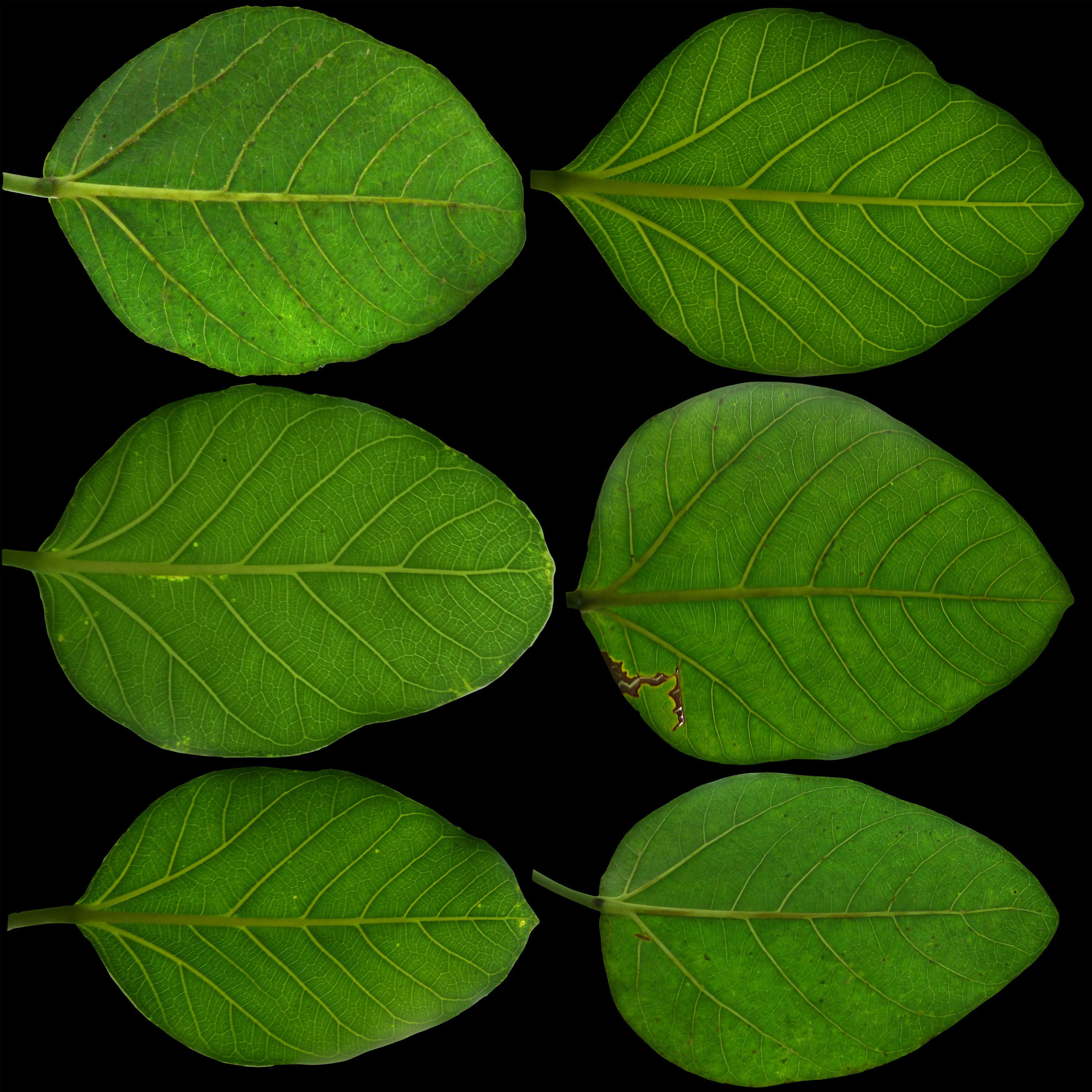 Текстура листва 